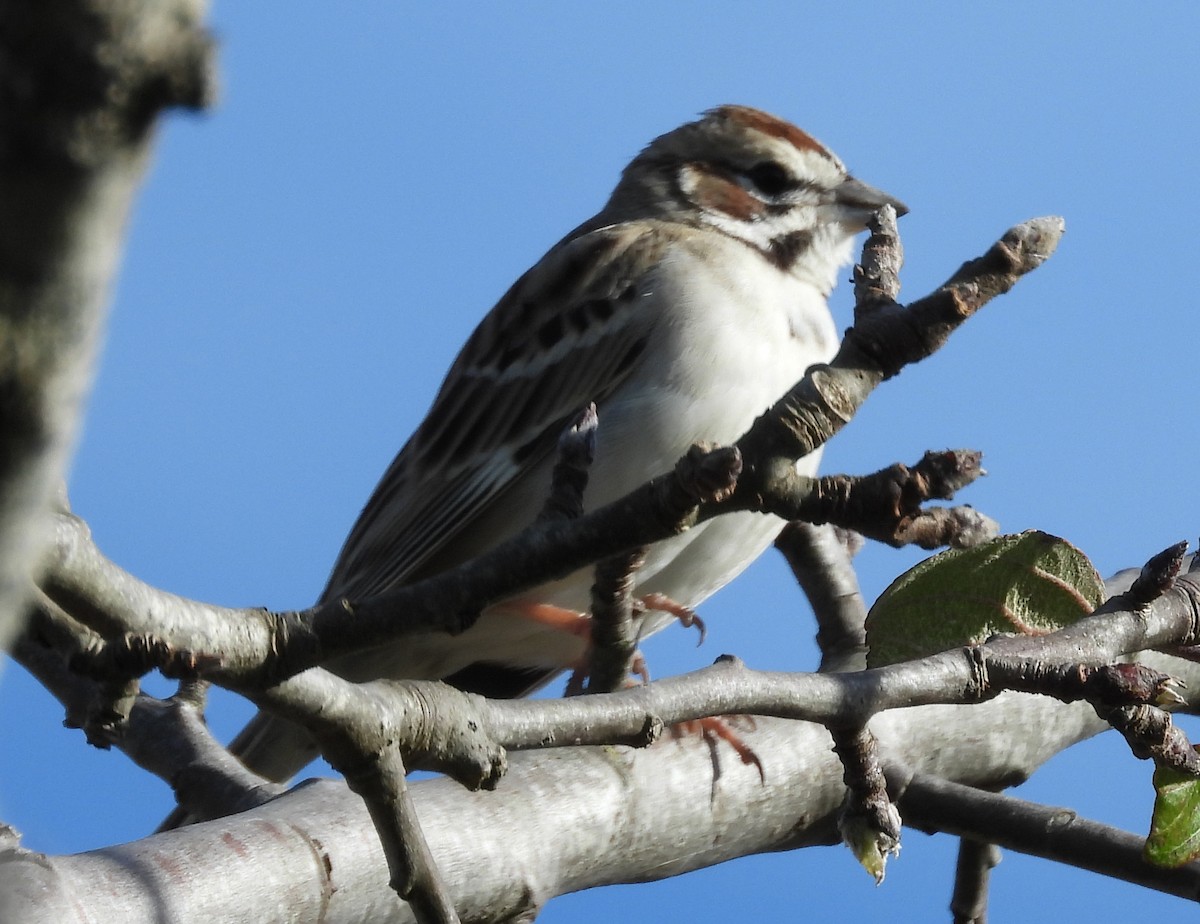 Lark Sparrow - ML612968964