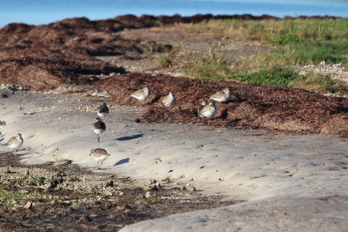 Black-bellied Plover - ML612968971