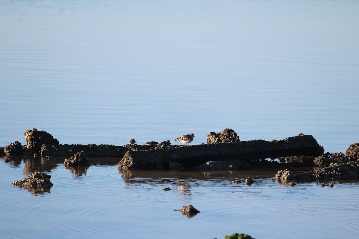 Ruddy Turnstone - Christopher Rademacher