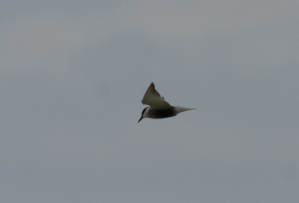 Whiskered Tern - ML612968994