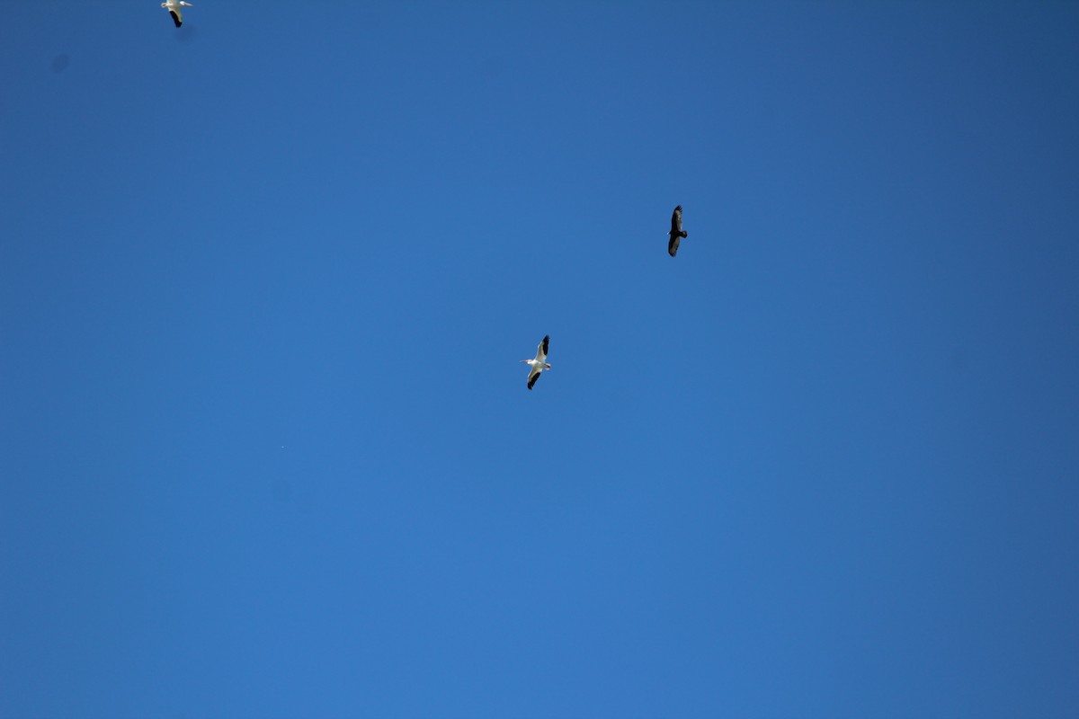 American White Pelican - ML612969018