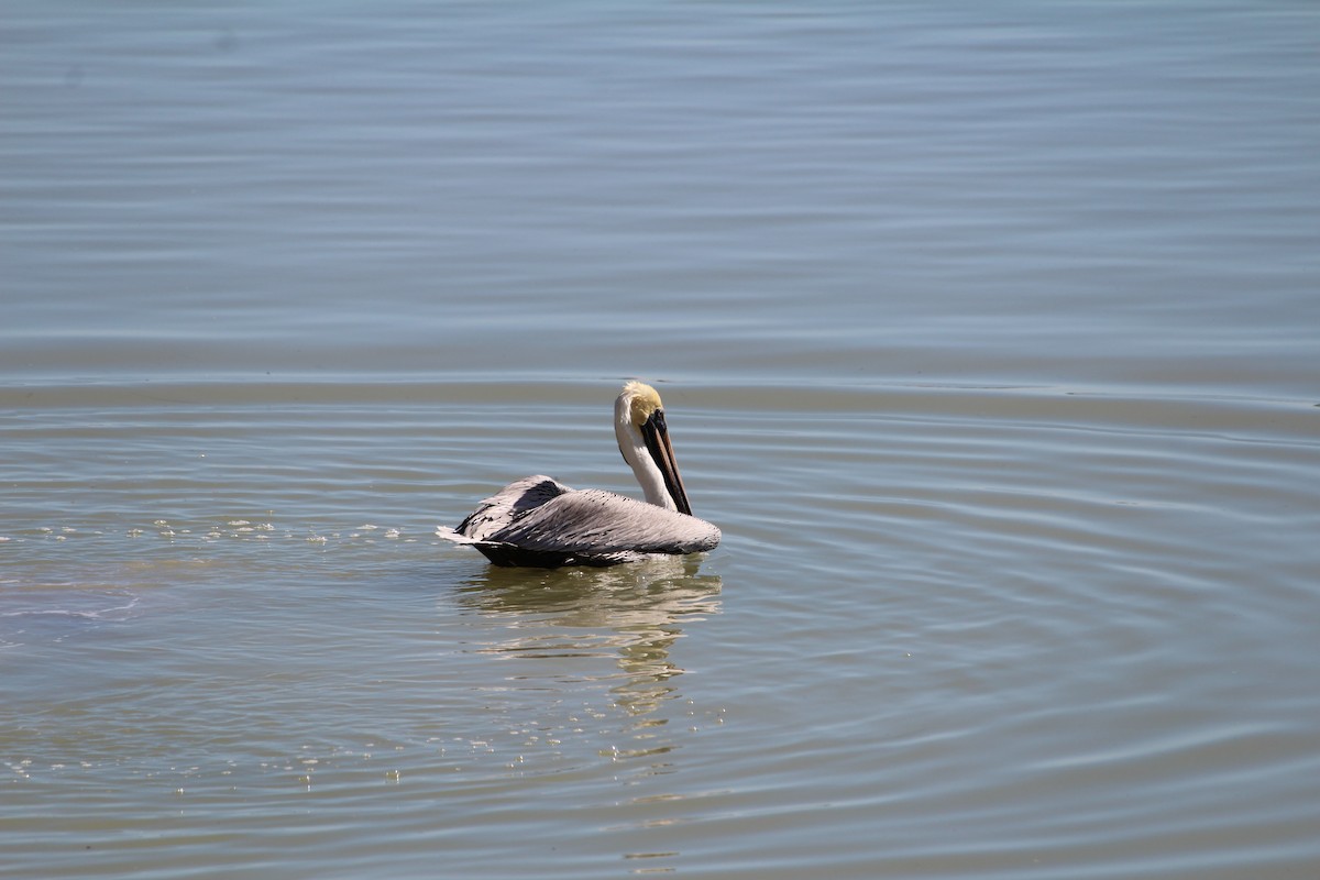 pelikán hnědý - ML612969024