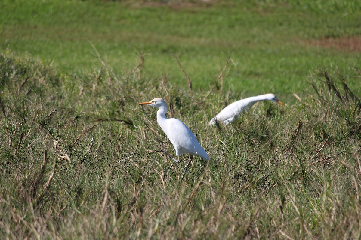 Western Cattle Egret - ML612969026