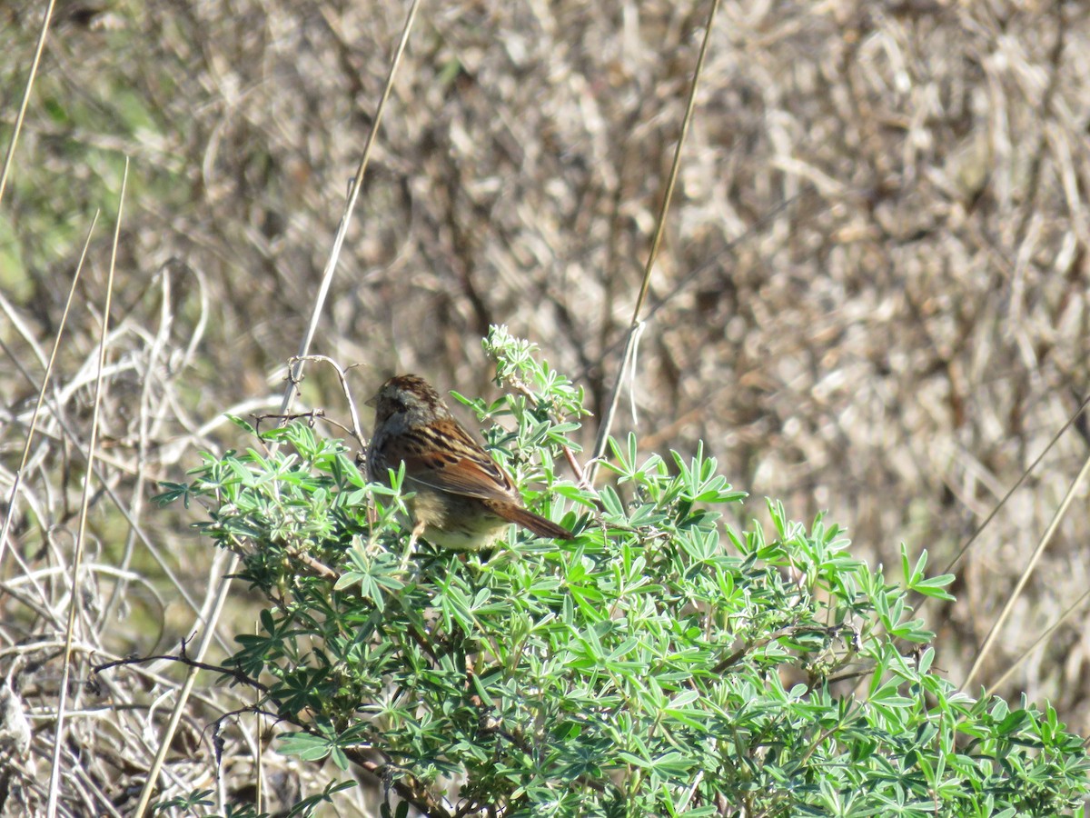 Swamp Sparrow - ML612969029