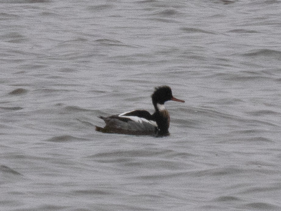 Red-breasted Merganser - ML612969091