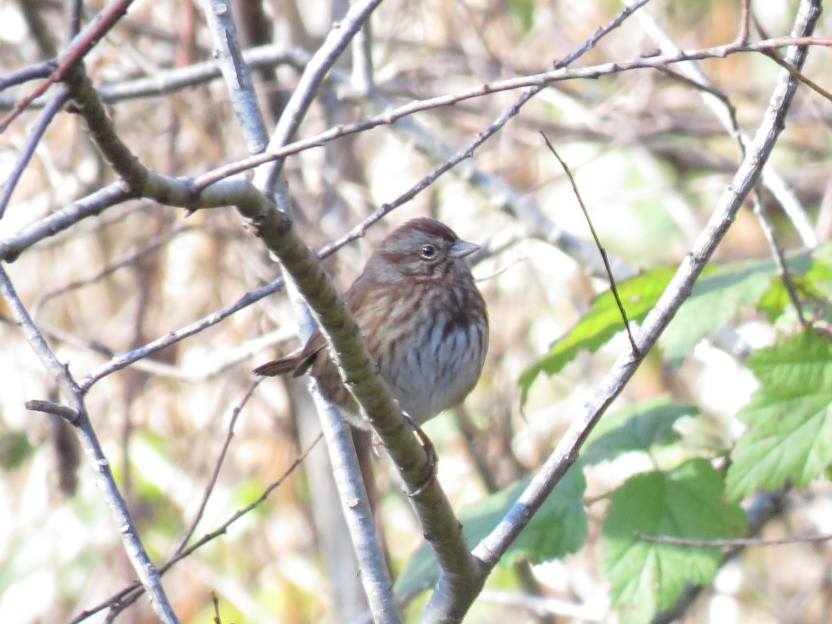 Song Sparrow (rufina Group) - ML612969166