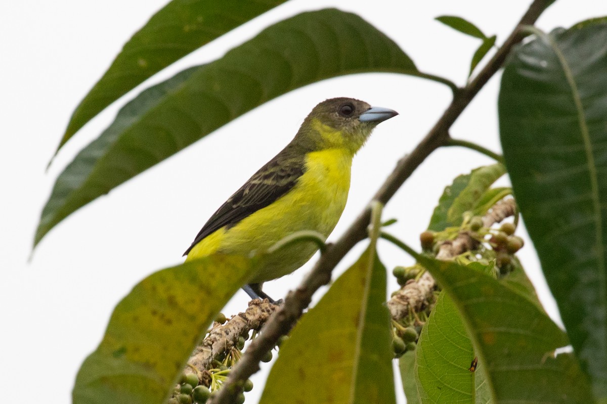 Flame-rumped Tanager (Lemon-rumped) - ML612969167