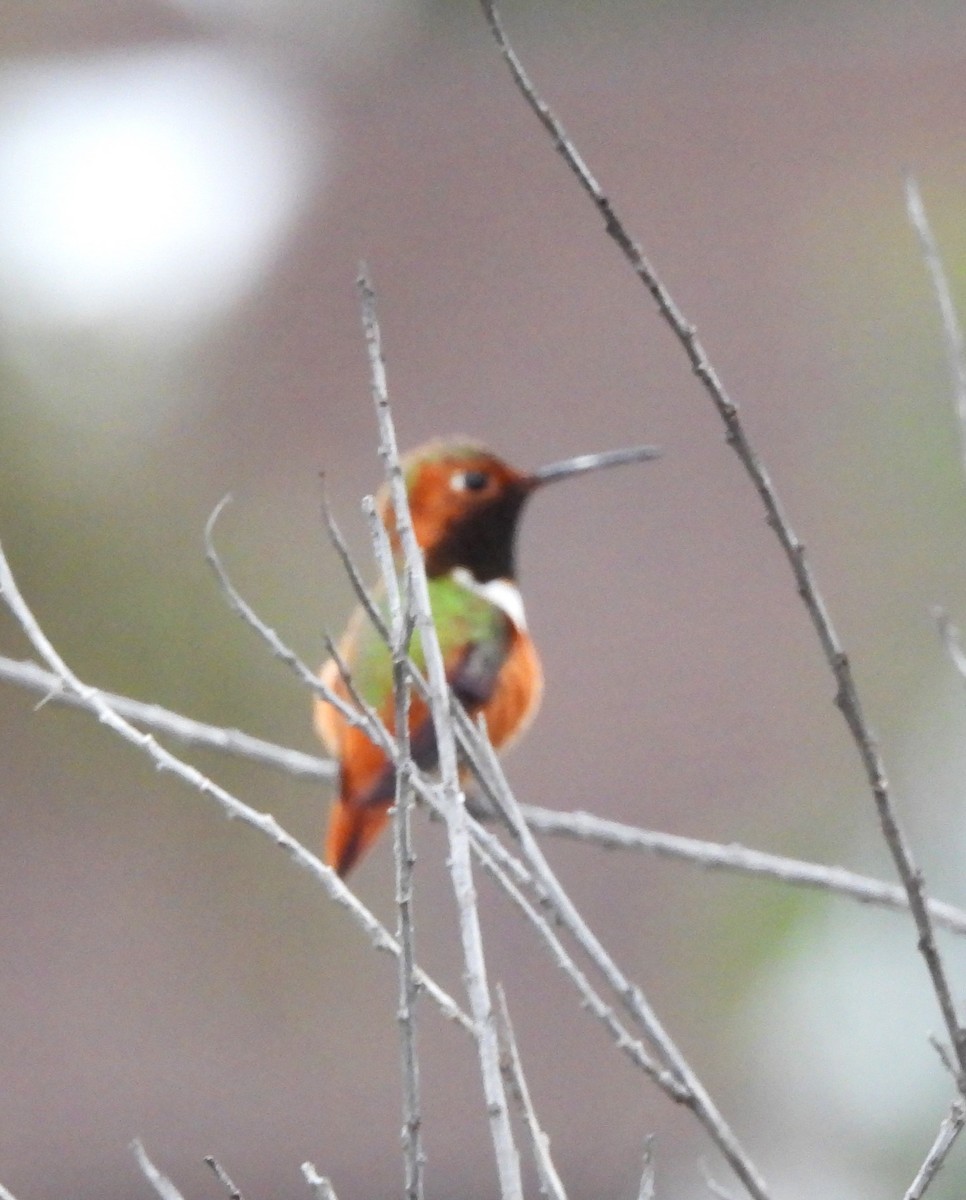 Allen's Hummingbird - ML612969170