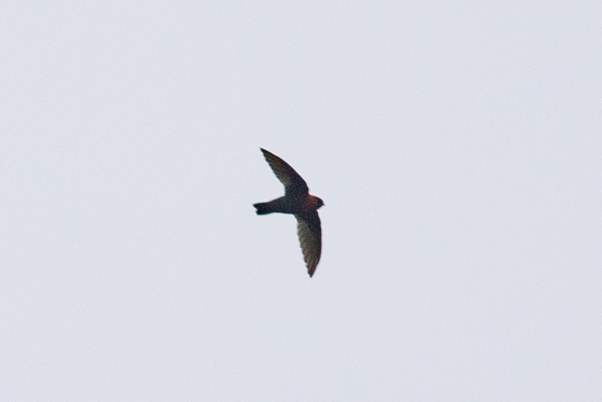 Chestnut-collared Swift - ML612969176