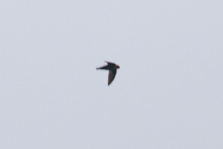 Chestnut-collared Swift - ML612969177