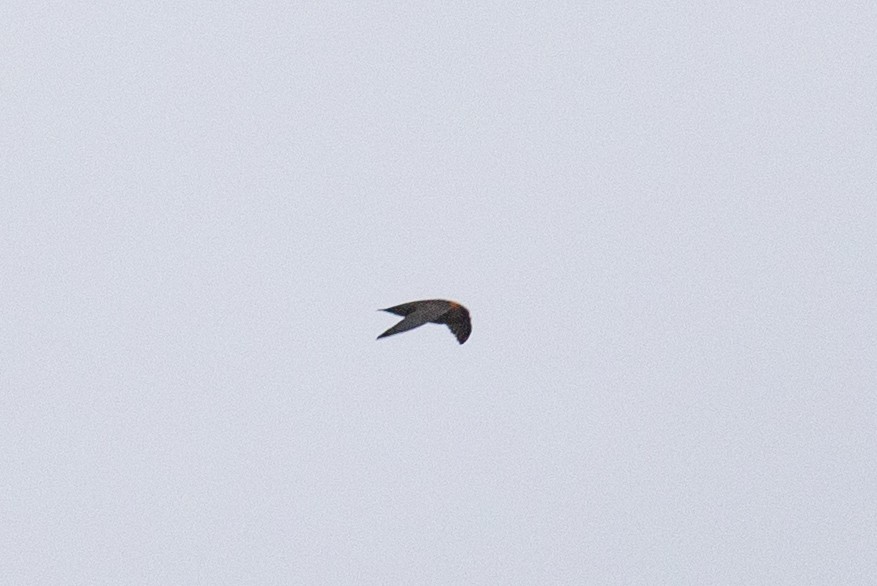 Chestnut-collared Swift - ML612969178