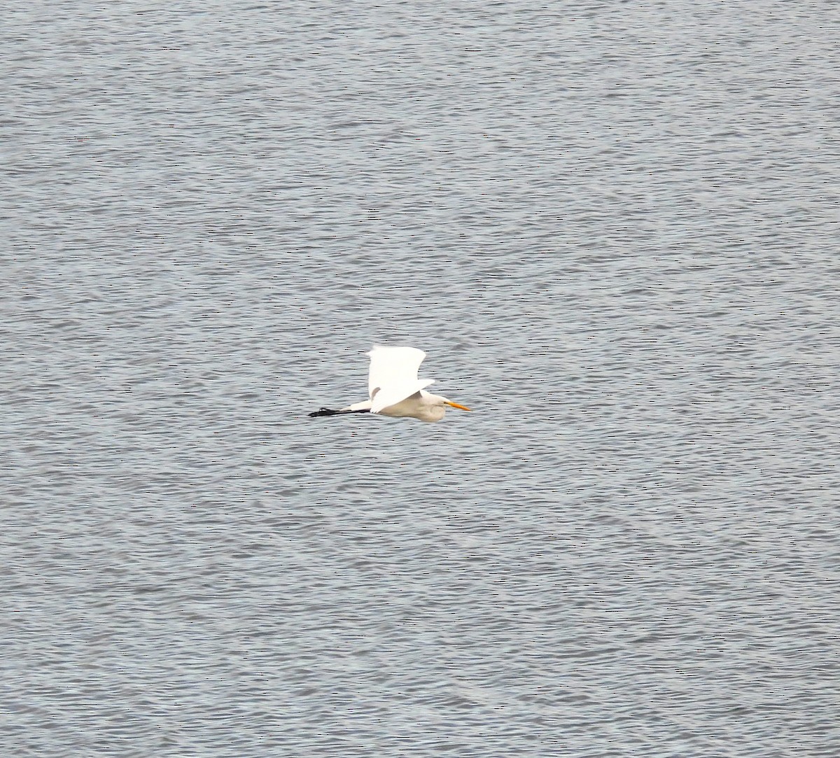 Great Egret - Drew Hatcher