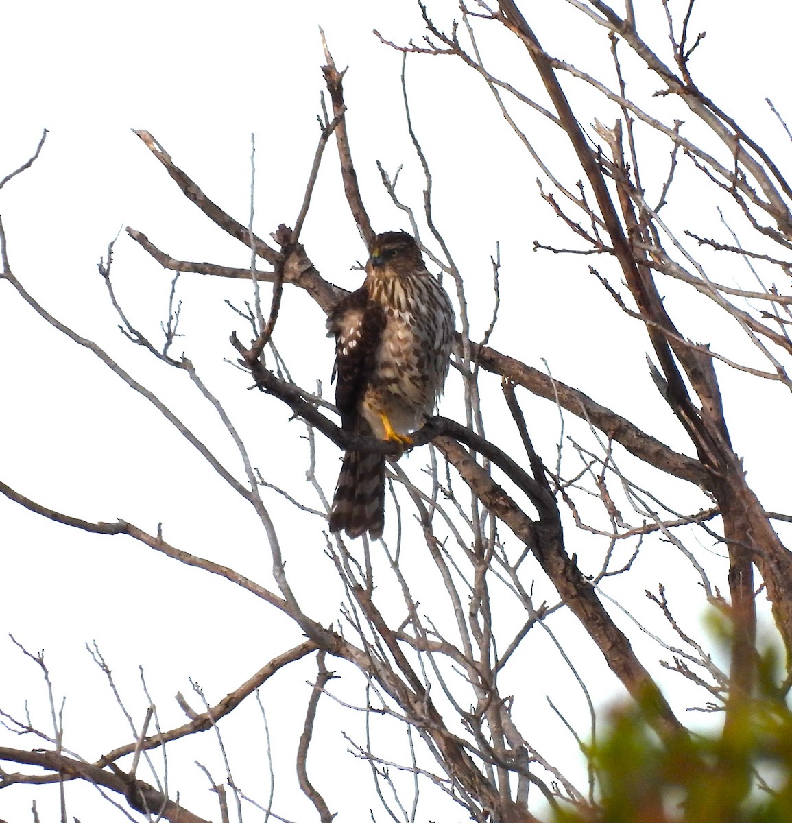 Cooper's Hawk - ML612969188