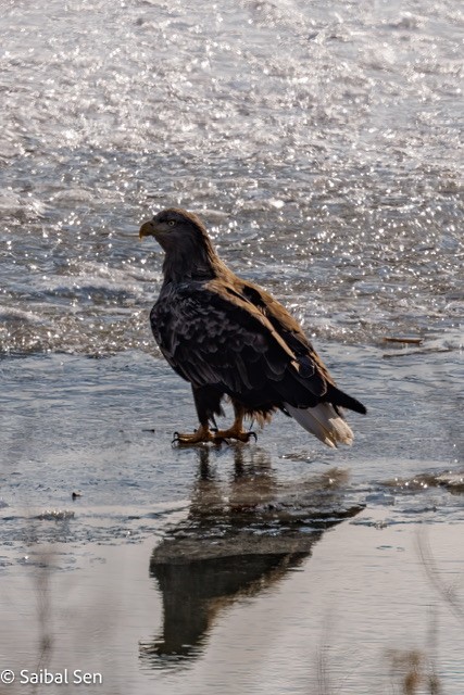 White-tailed Eagle - Saibal  Sen