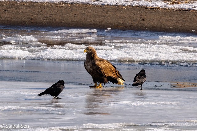 White-tailed Eagle - Saibal  Sen