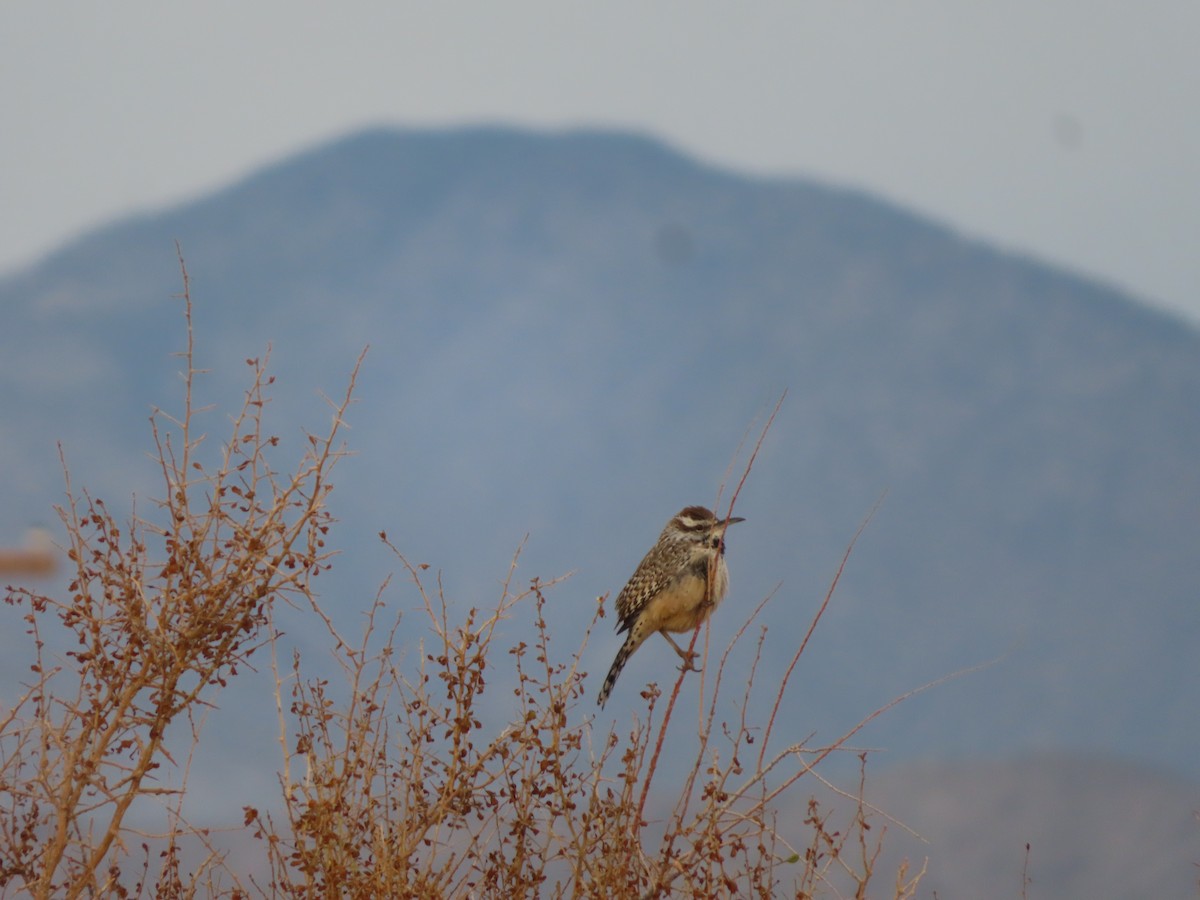 Cactus Wren - Michelle Sopoliga