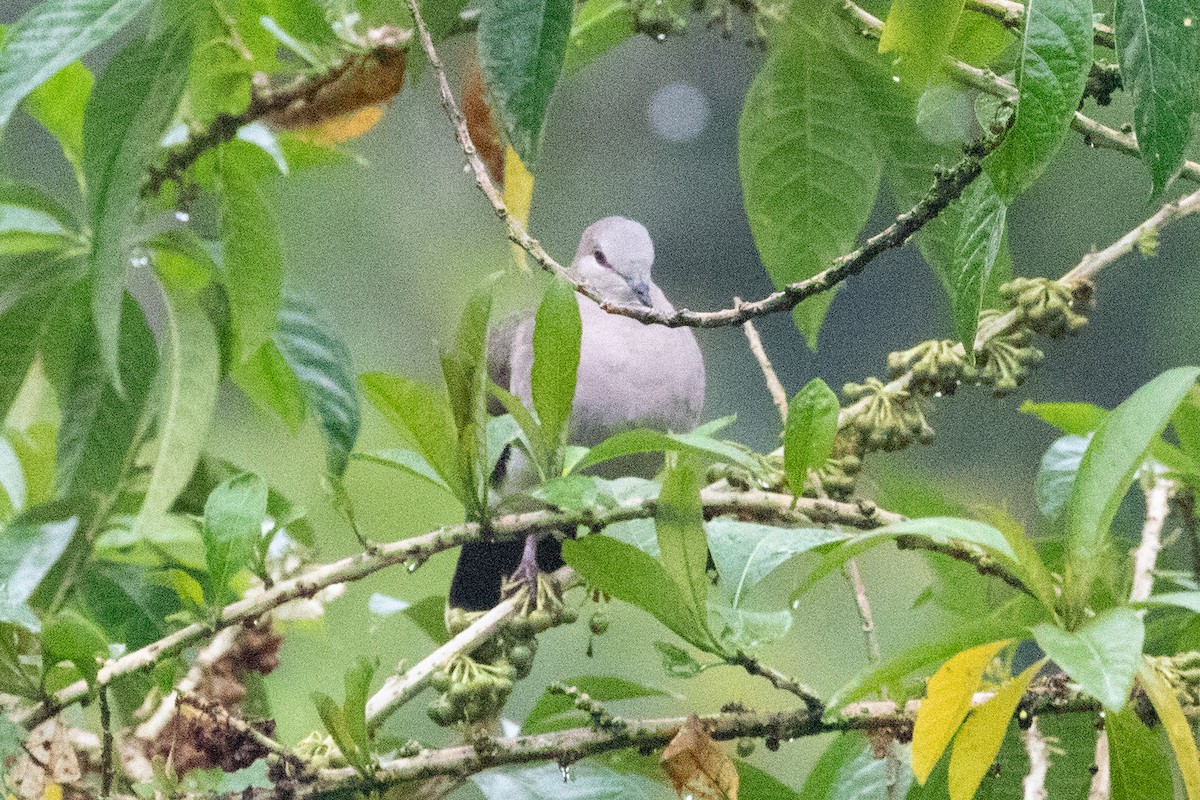 White-tipped Dove (decolor) - ML612969253