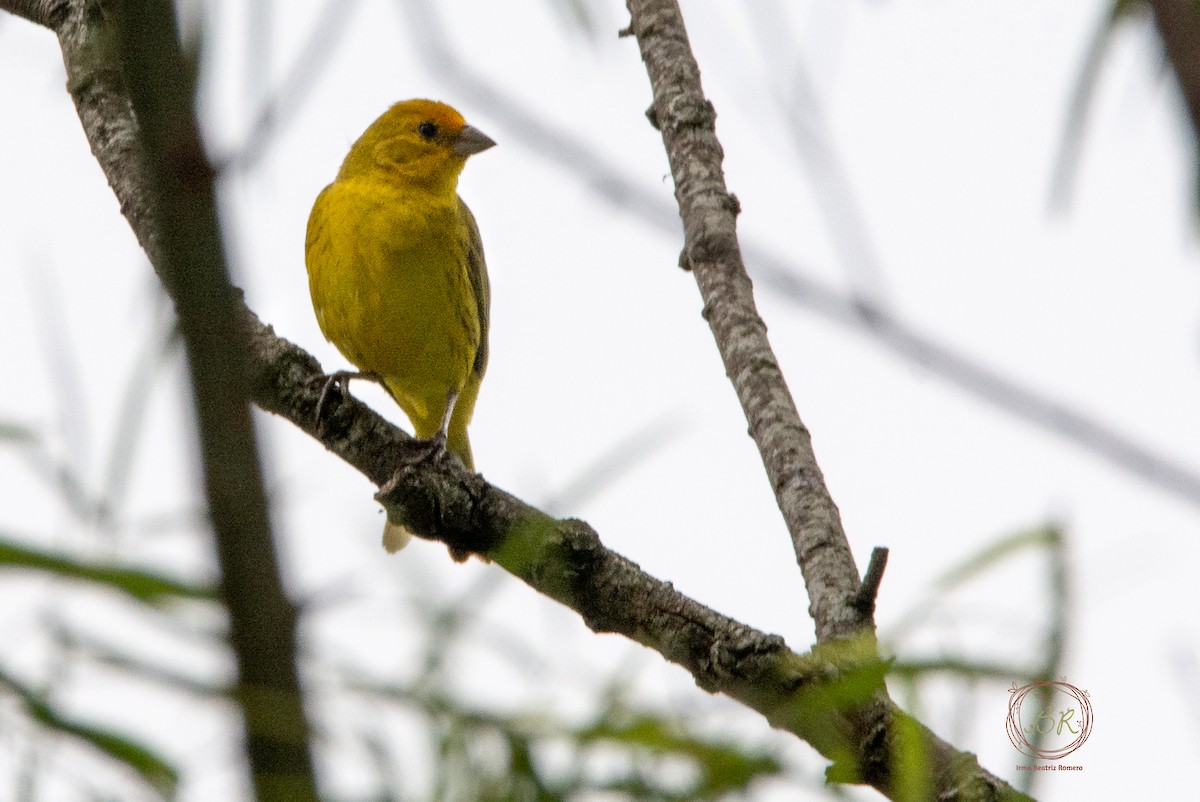 Saffron Finch - Irma Romero