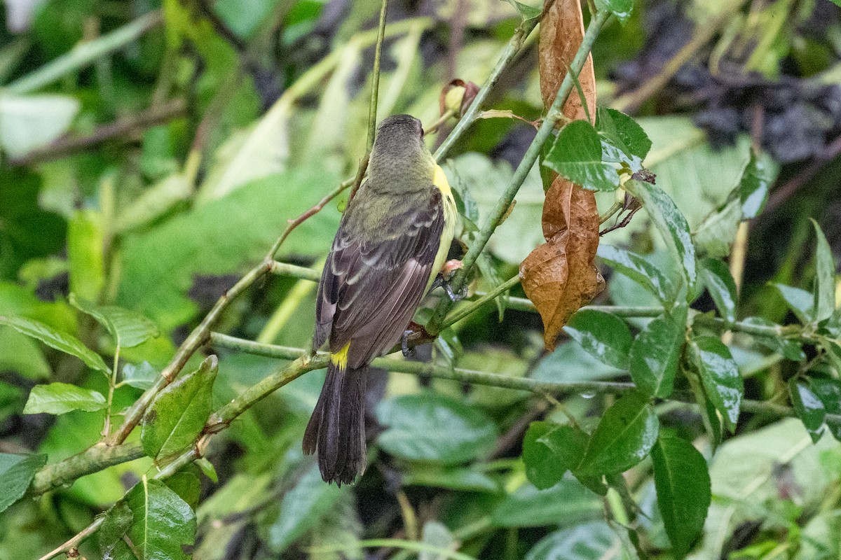 Flame-rumped Tanager (Lemon-rumped) - ML612969284