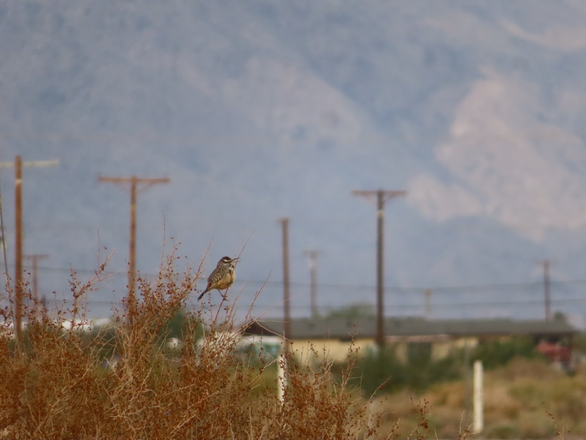 Cactus Wren - Michelle Sopoliga