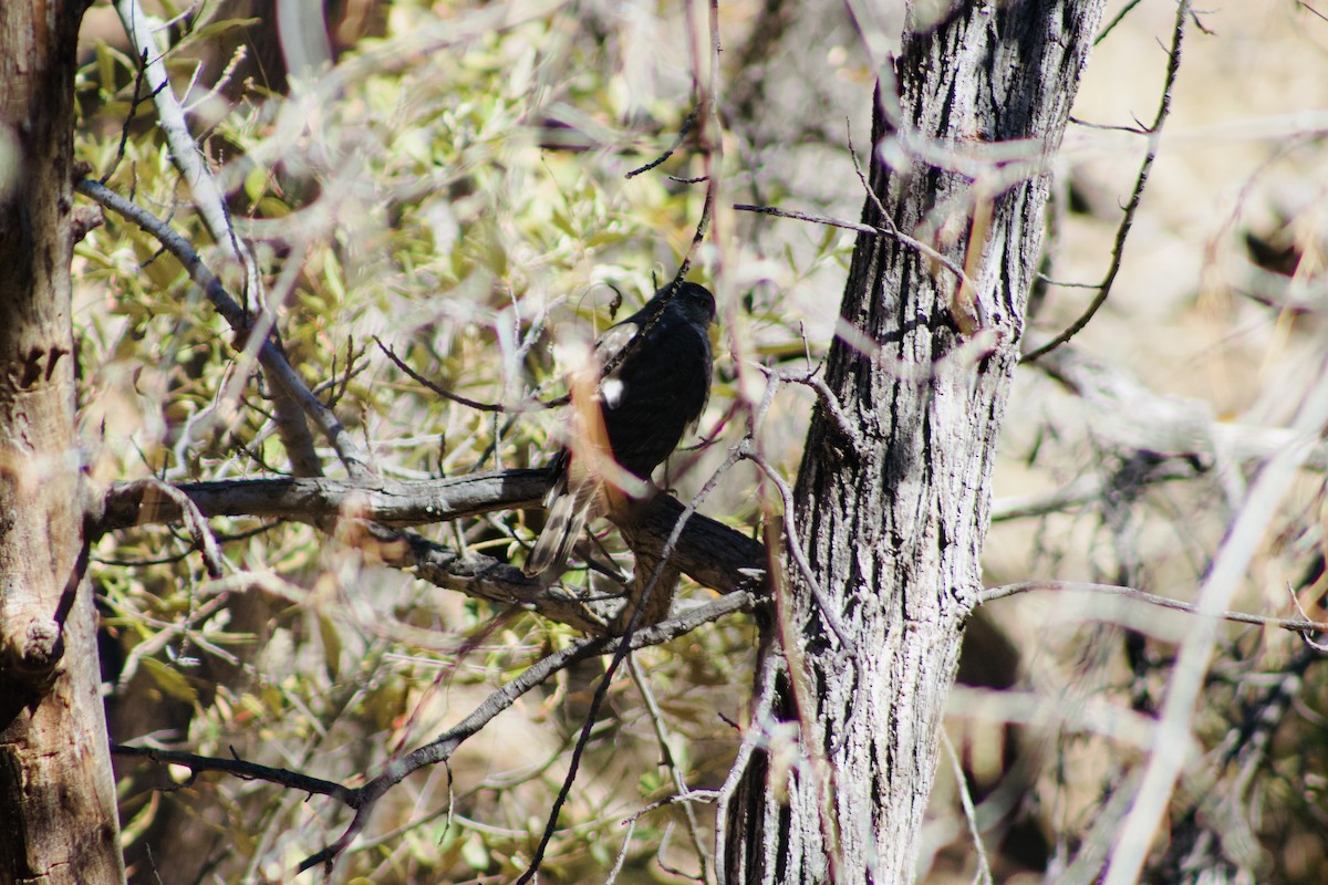 Sharp-shinned Hawk - ML612969300