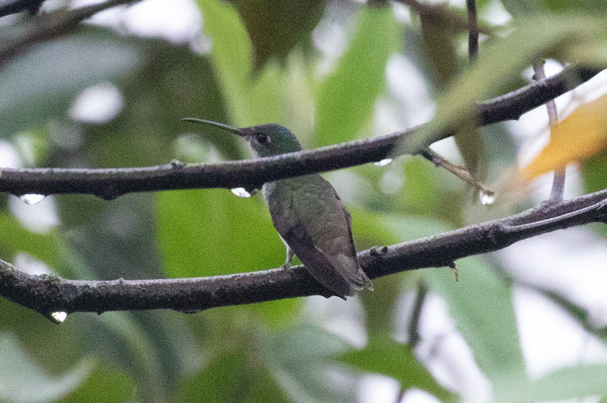kolibřík andský - ML612969302