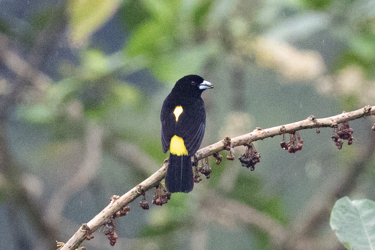 Flame-rumped Tanager (Lemon-rumped) - ML612969303