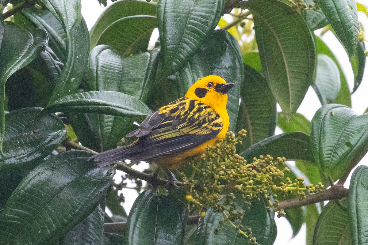 Golden Tanager (aurulenta Group) - ML612969308
