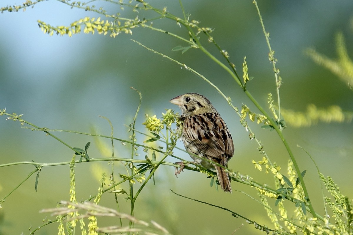 Henslow's Sparrow - ML612969404