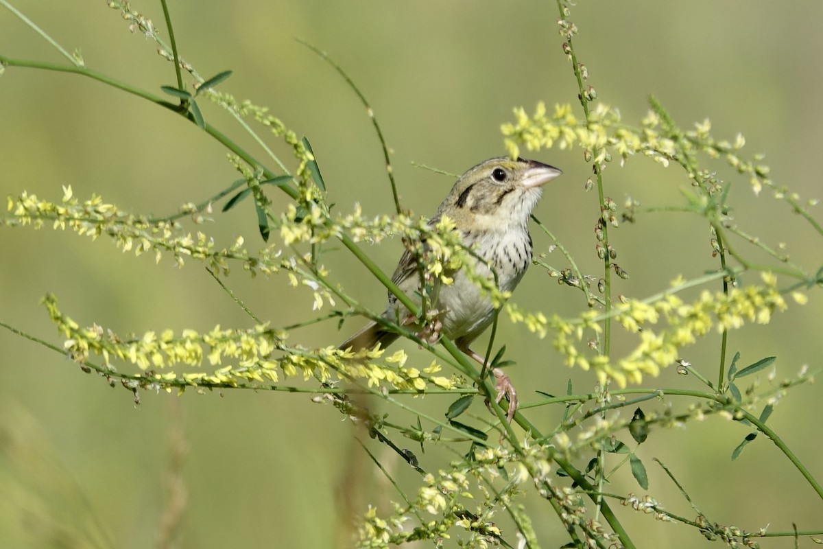 Henslow's Sparrow - ML612969408