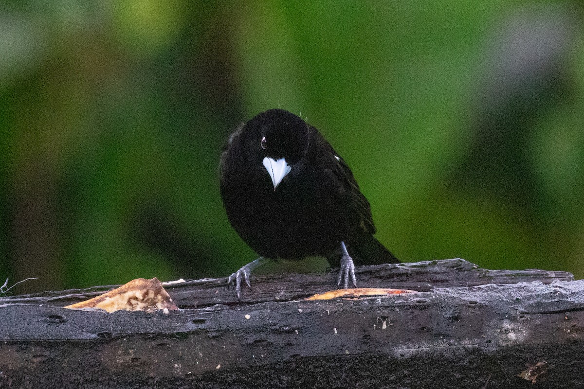 Flame-rumped Tanager (Lemon-rumped) - ML612969412