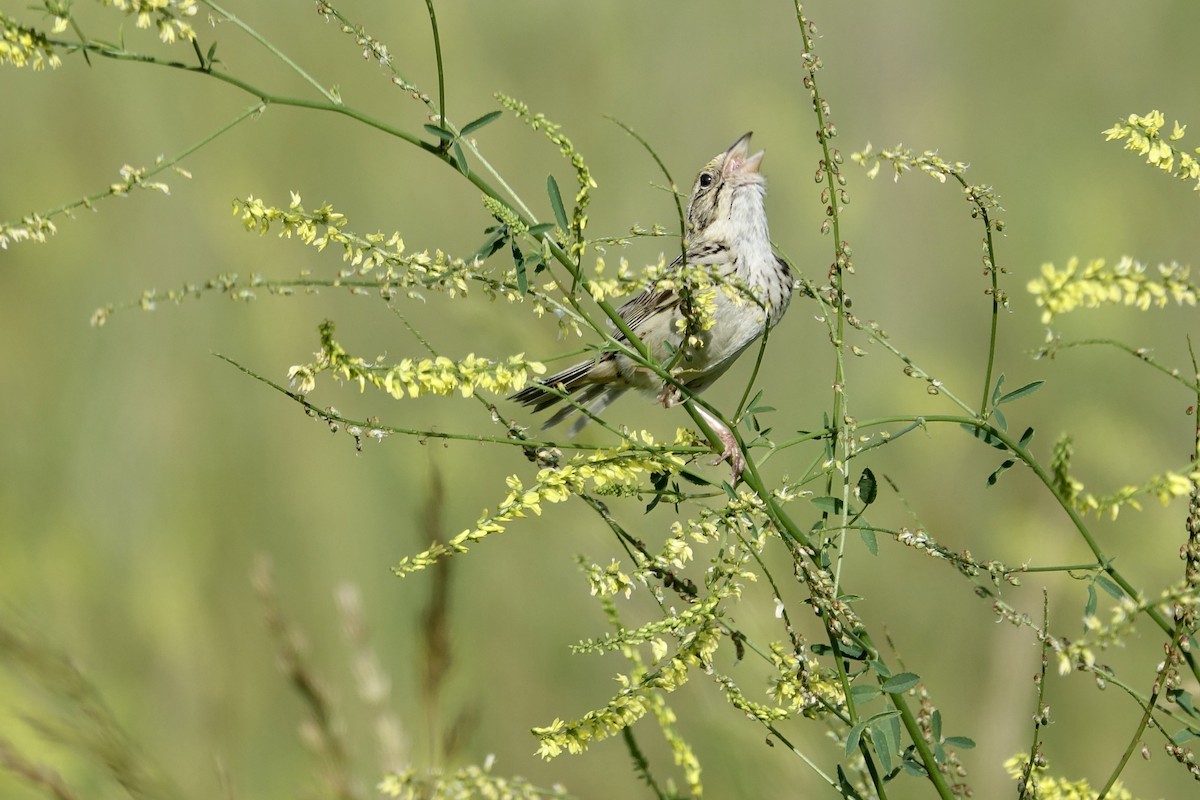 Henslow's Sparrow - ML612969419