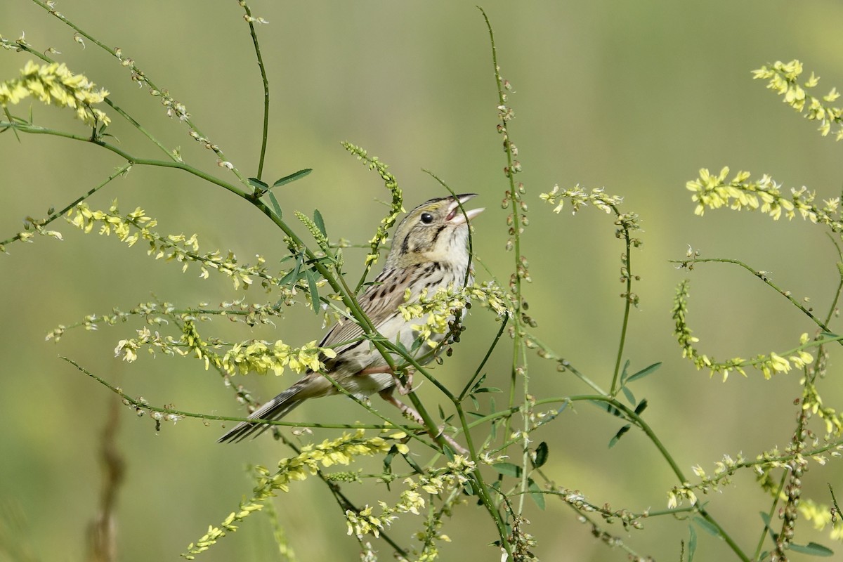 Henslow's Sparrow - ML612969425