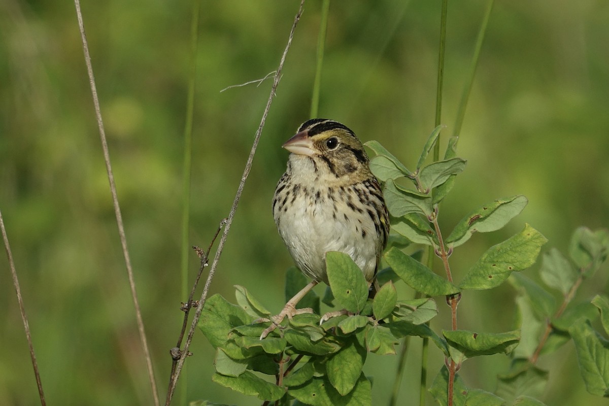 Henslow's Sparrow - ML612969441