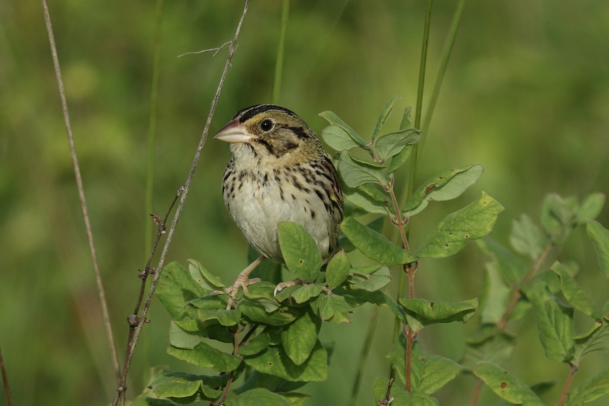 Henslow's Sparrow - ML612969444