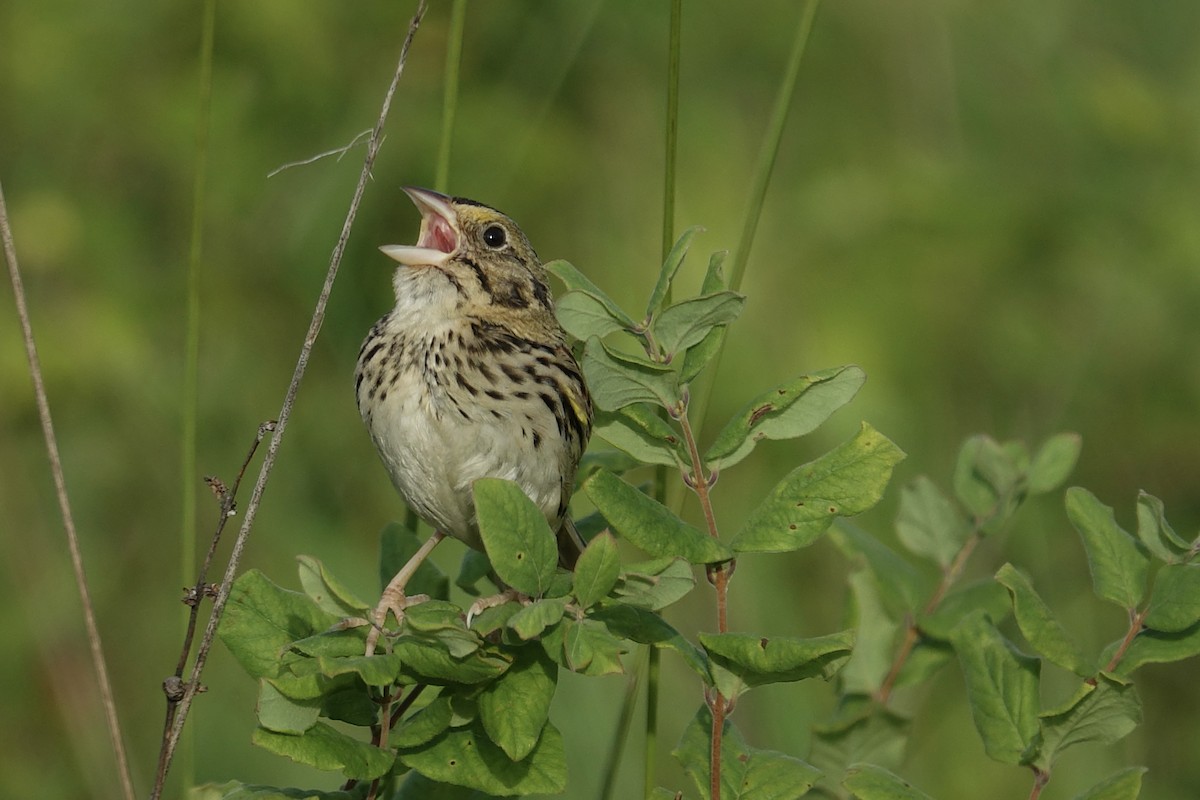Henslow's Sparrow - ML612969454