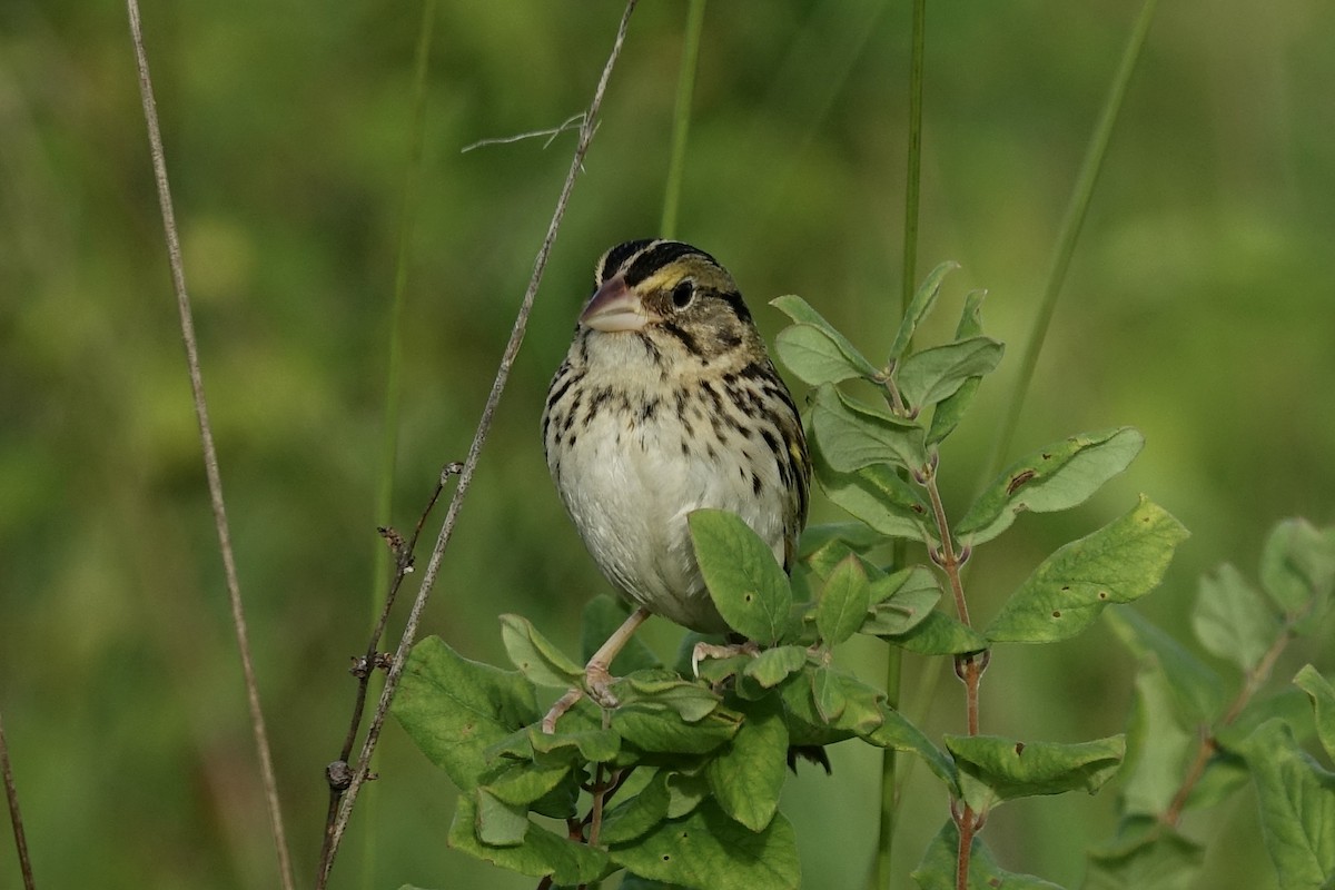 Henslow's Sparrow - ML612969460