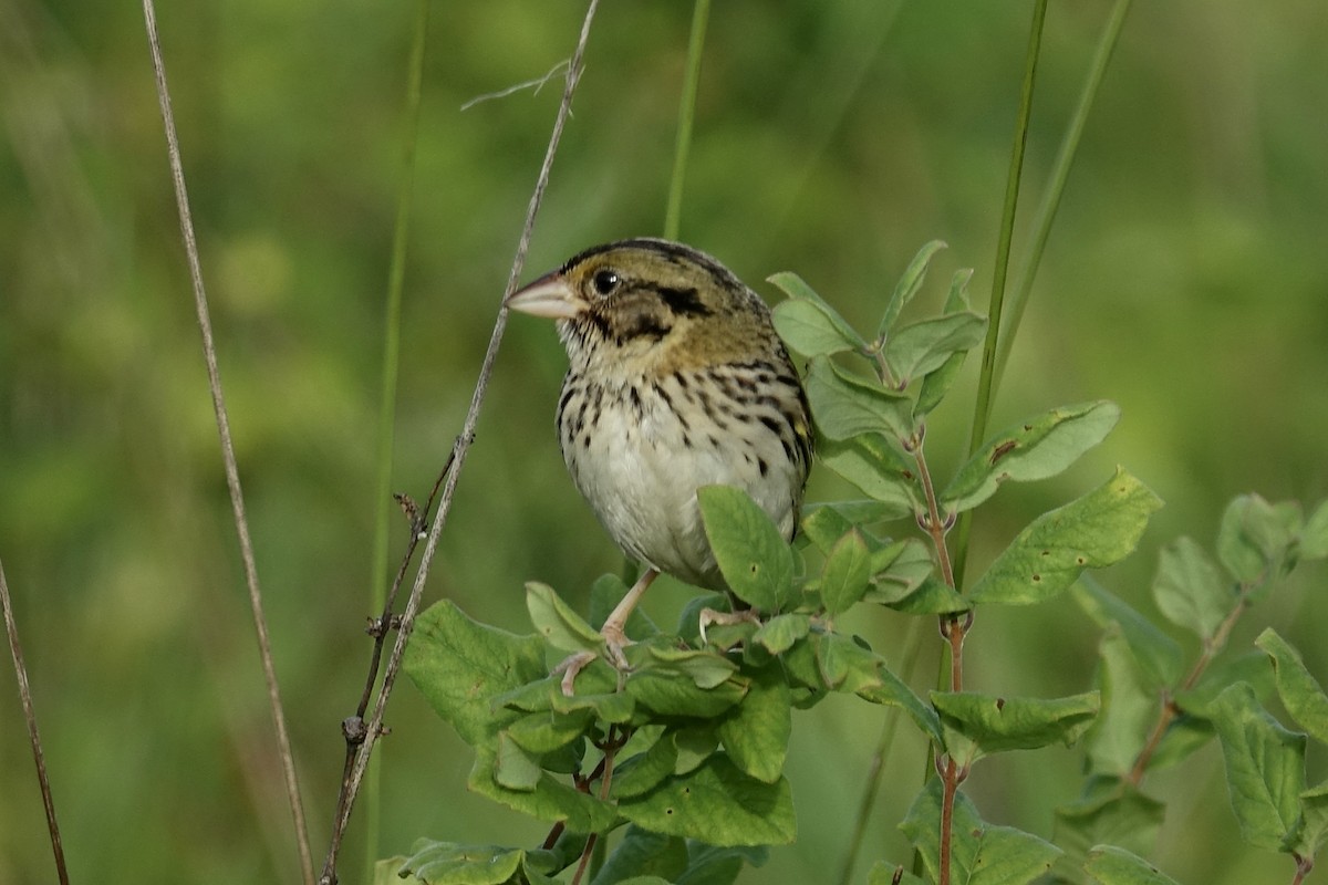 Henslow's Sparrow - ML612969462