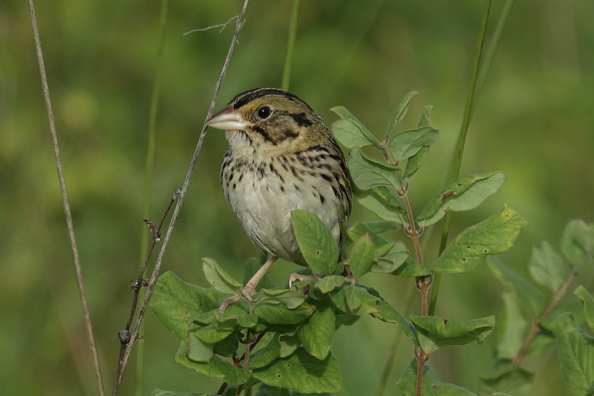Henslow's Sparrow - ML612969465