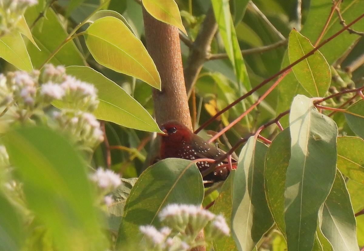 Red Avadavat - ML612969469
