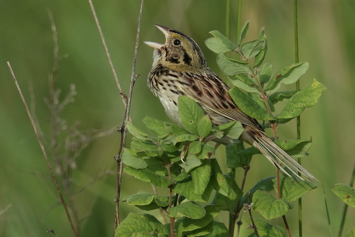 Henslow's Sparrow - ML612969471