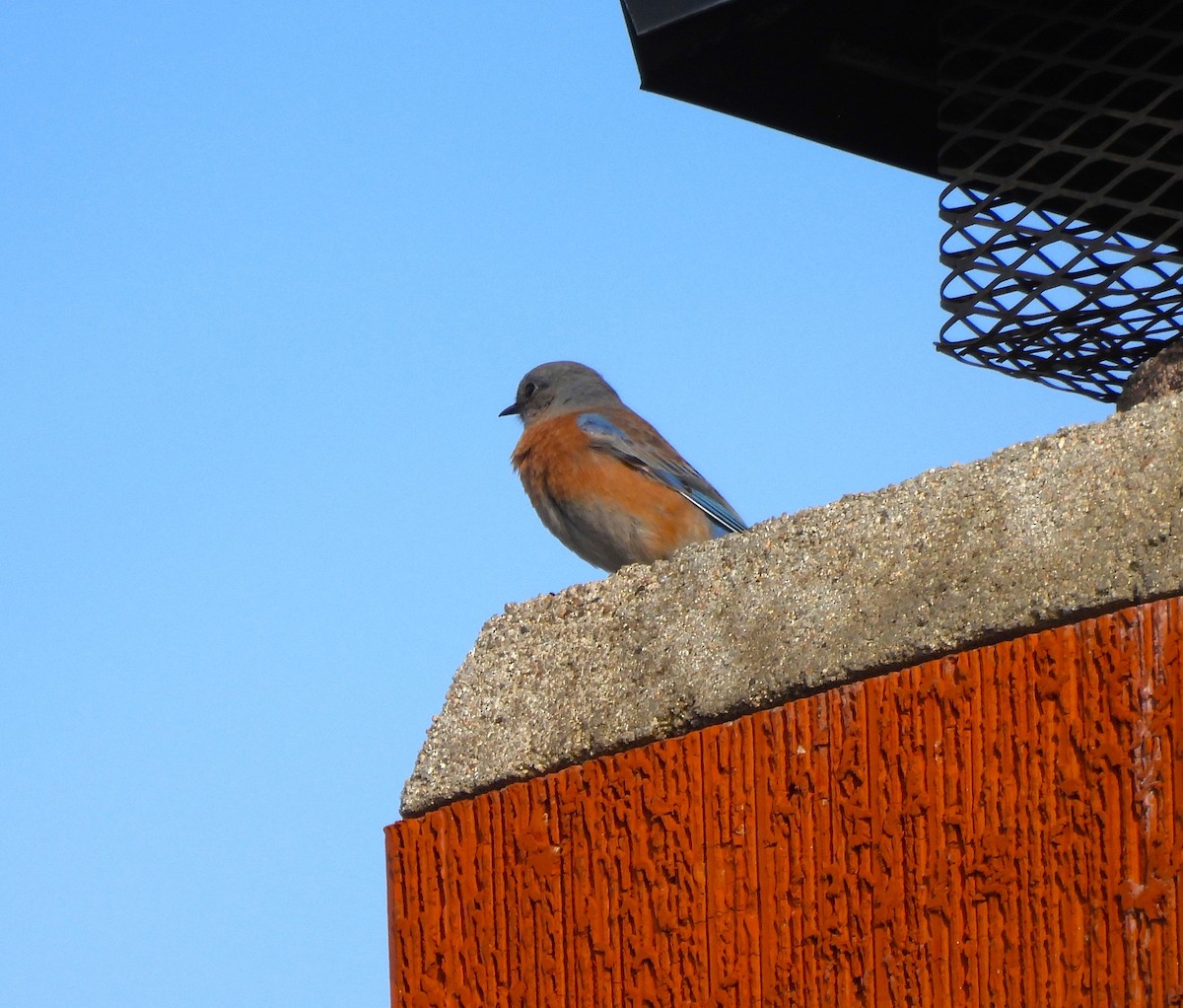 Western Bluebird - ML612969475