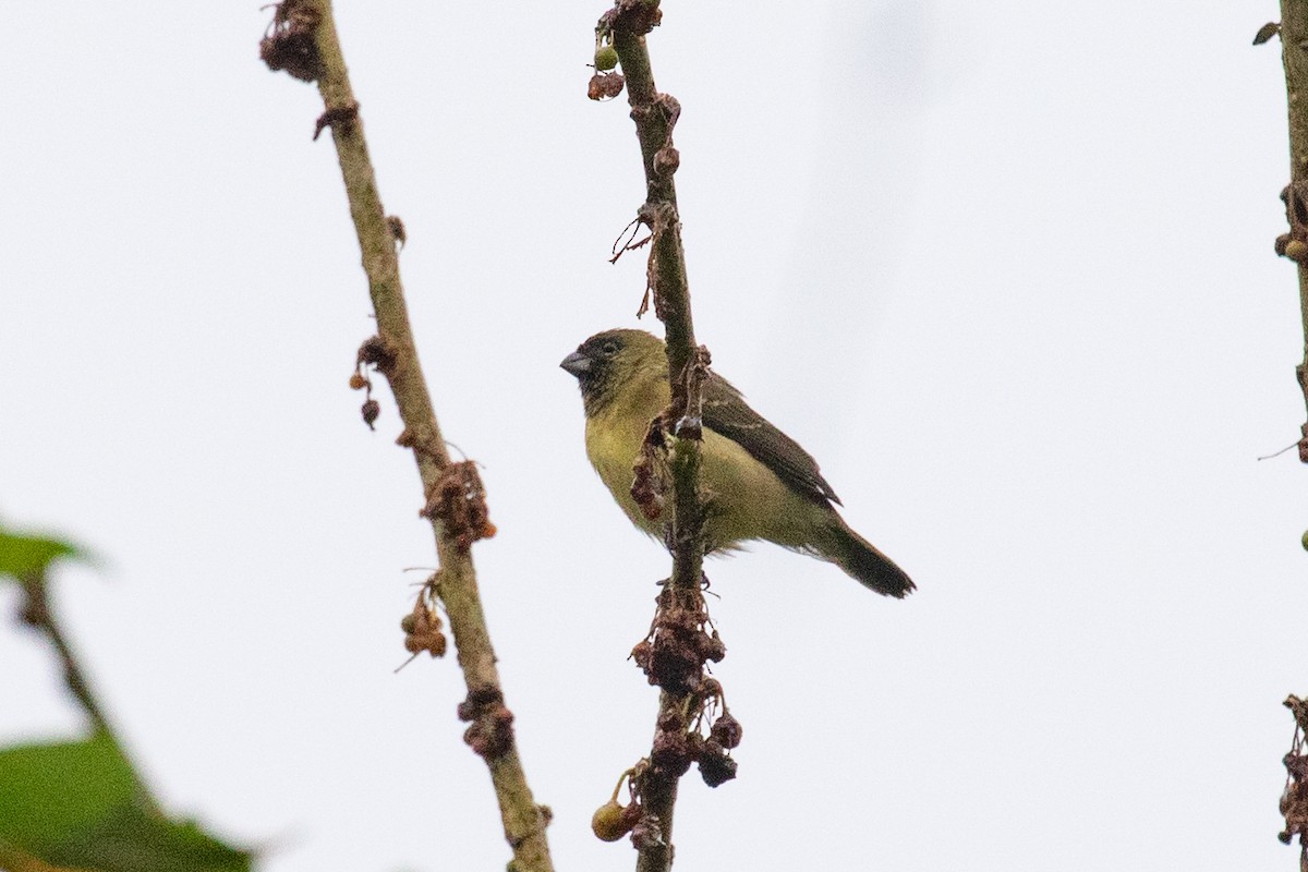 Yellow-bellied Seedeater - ML612969481
