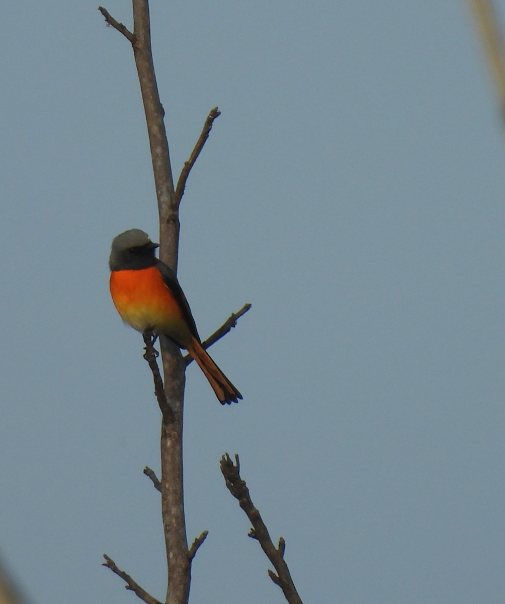 Small Minivet - ML612969507