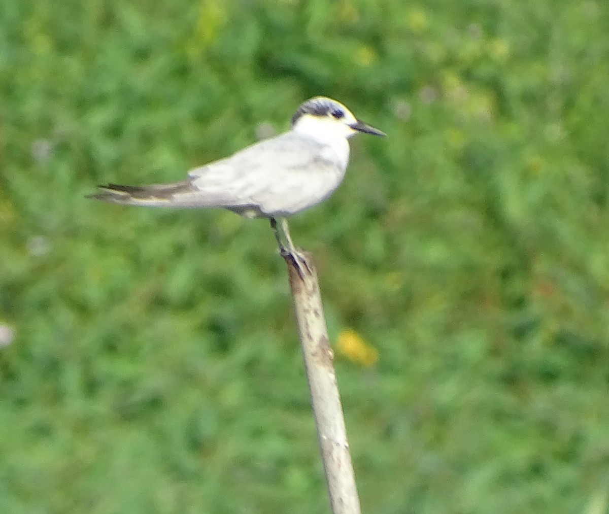 Whiskered Tern - ML612969550