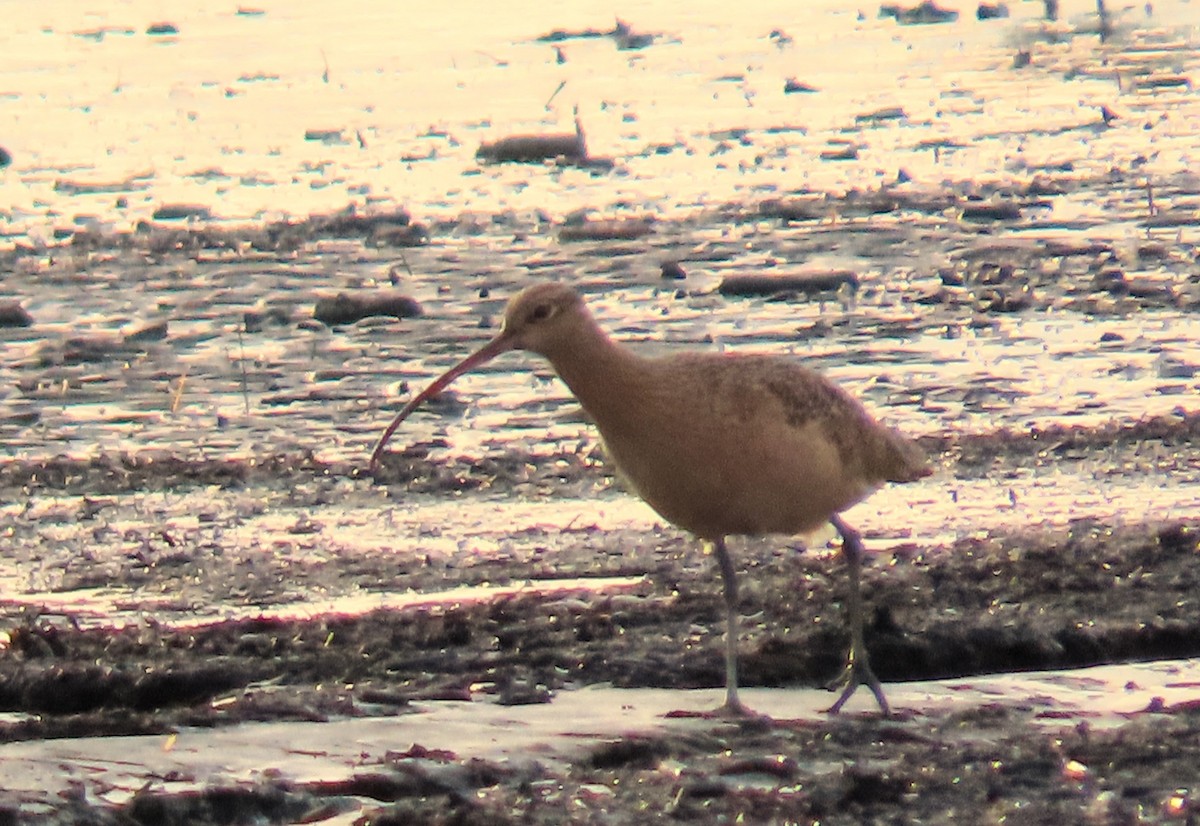 Long-billed Curlew - ML612969594