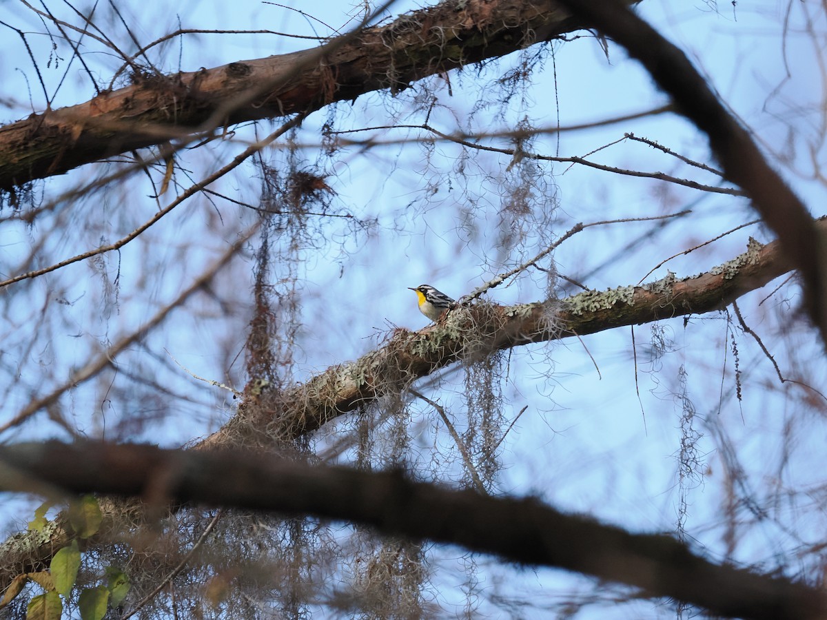 Yellow-throated Warbler - Roshan Nepal