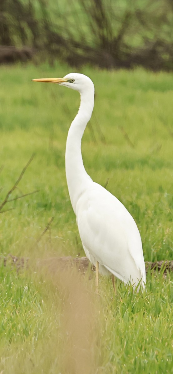 Great Egret - Murat Polat