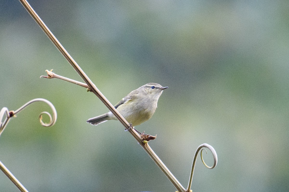 Hume's Warbler - ML612969651