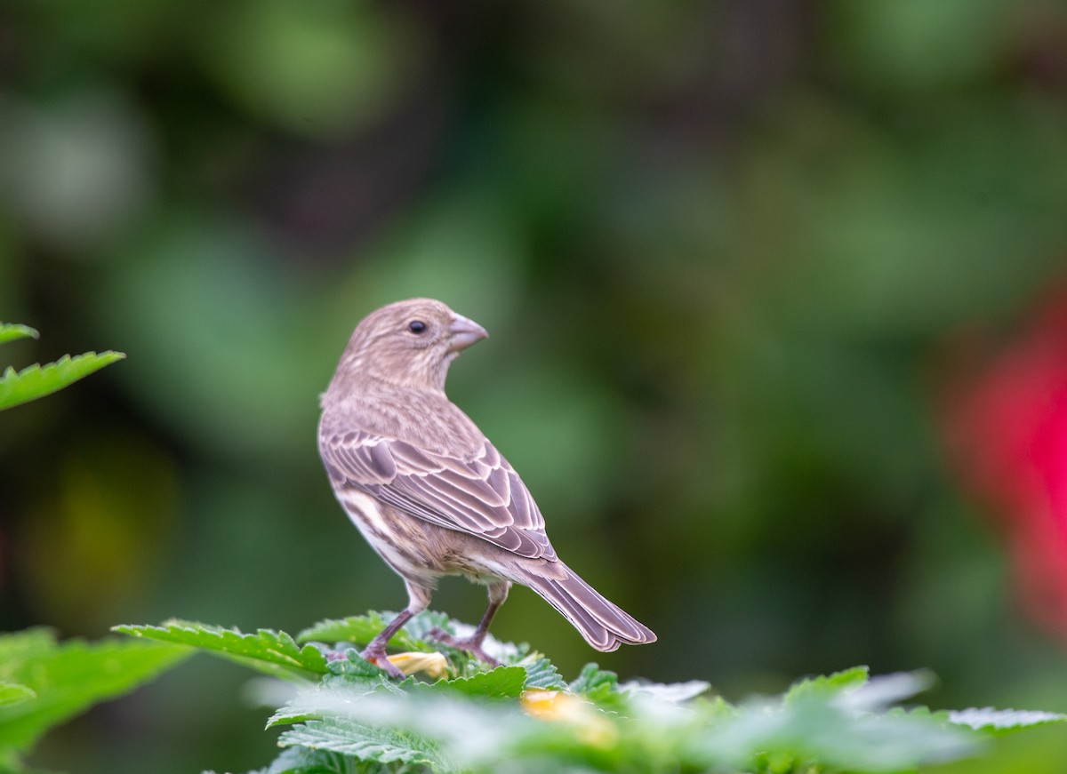 House Finch - ML612969660